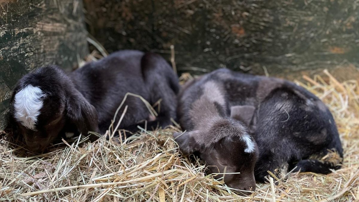 Twin Baby Goats Born At Oxford City Farm