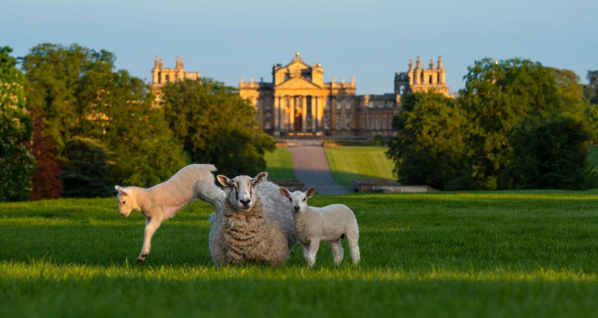 Blenheim Palace Highlights Best Walks For National Walking Month